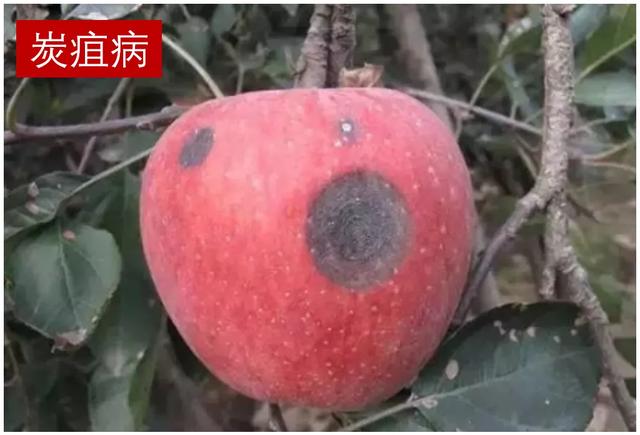 苹果病害治疗方案:*粉白**病、锈病、褐斑病、炭疽病、斑点落