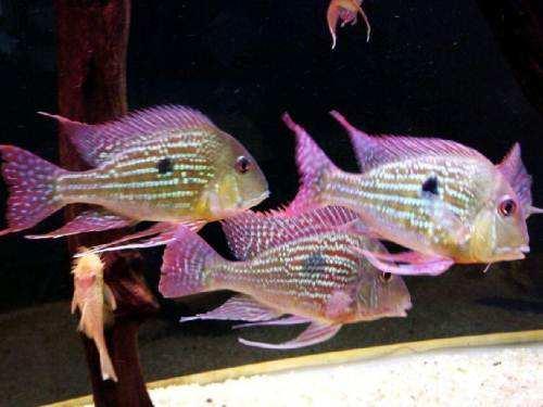 新缸养水几天能培养出硝化细菌,新开缸几天能培养出来硝化细菌