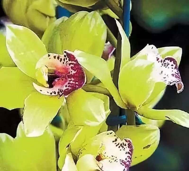 这才是世界上最贵的花卉,君子兰最便宜的花卉