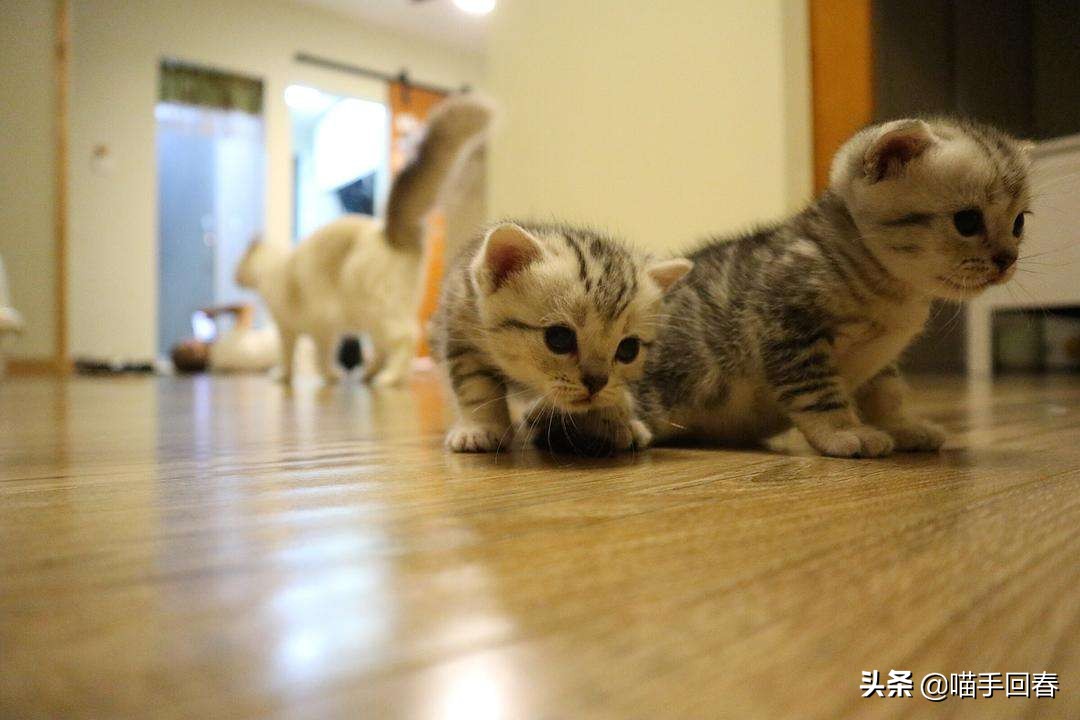 母猫难产在家怎么处理,母猫难产怎么解决