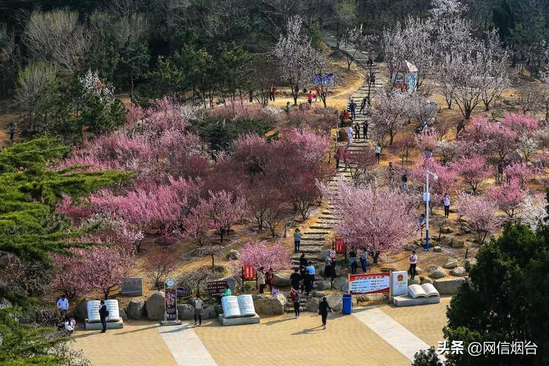 胶东地区春天的小鸟,胶东春天的雪