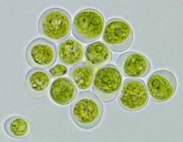 鱼类水产养殖需要哪些藻类,水产养殖显微镜下各种藻类