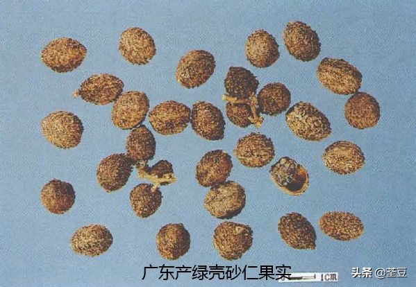 砂仁的好与坏的识别,如何辨别砂仁的真假