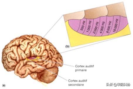 做题时大脑总放歌怎么办,高三学生脑子里总放歌