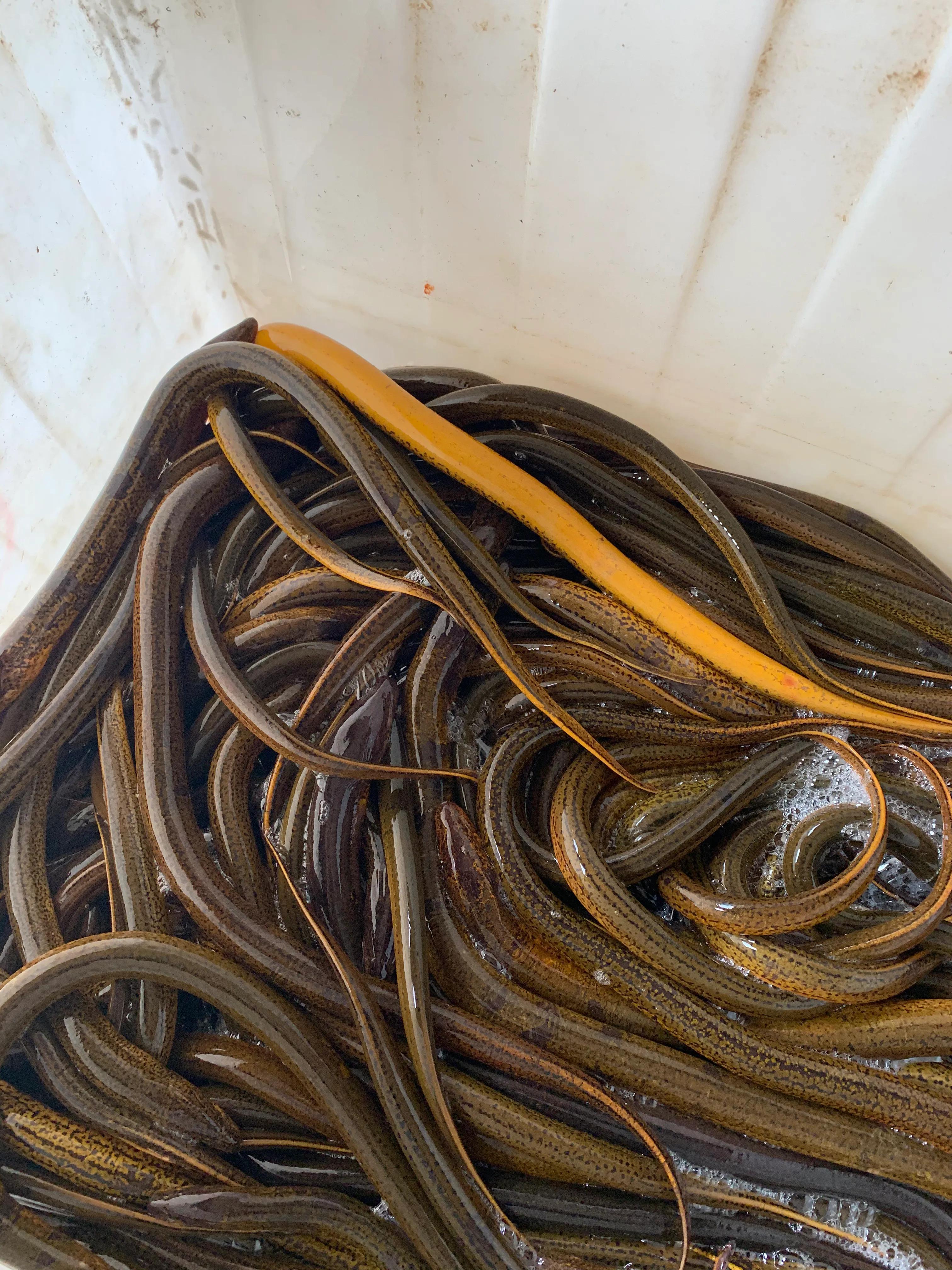 目前小龙虾养殖的前景如何,未来的小龙虾养殖前景