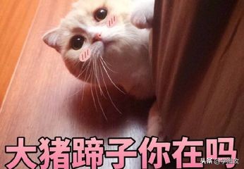 2018年网络热词排行榜,2018年网络热词解读