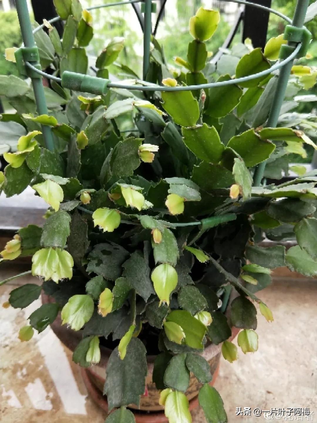 叶子软塌塌,叶子缺水卷曲怎么补救