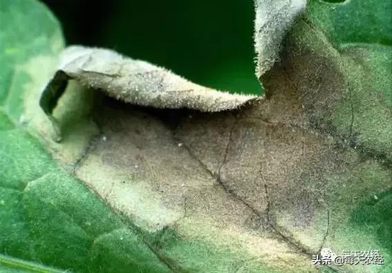 广州秋季番茄病害怎么防治,番茄常见病害防治方法