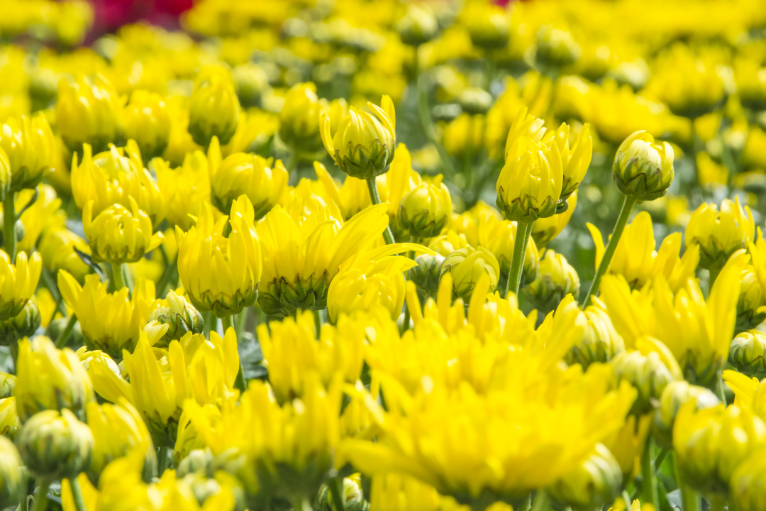 赏人间美色，品冷暖炎凉—菊花诗词赏析（四）豪迈的霸主之菊