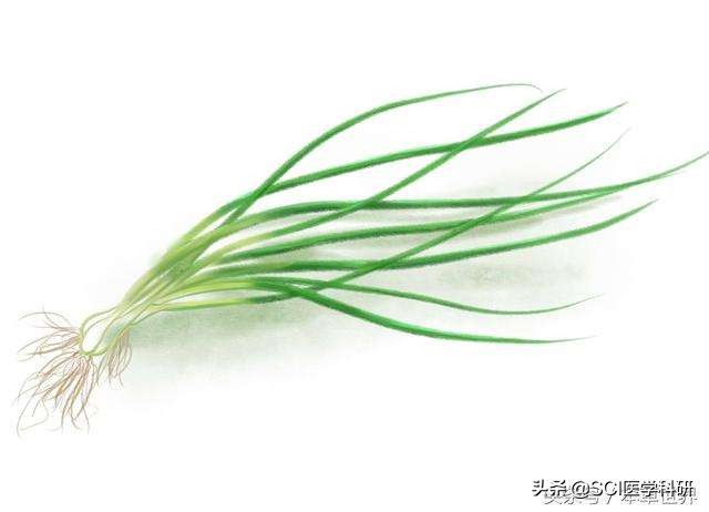 孙思邈葱叶导尿原理,孙思邈葱管导尿术的故事