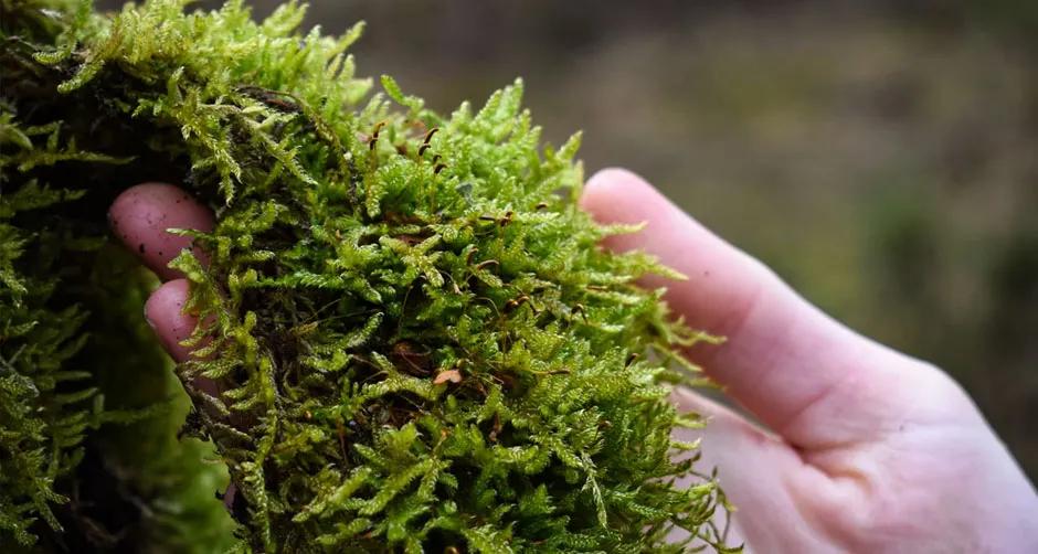 野外生存如何取水,野外生存取水怎么过滤瓶子