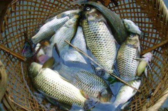 野钓用啥打窝诱鱼快,野钓打窝诱鱼技巧