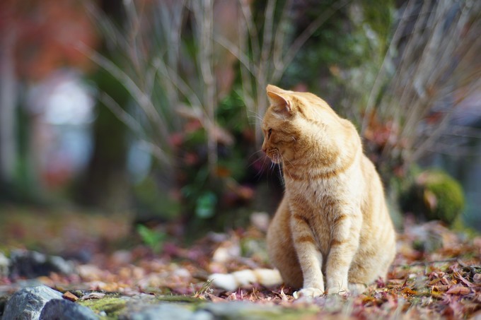 京都赏枫2022,京都赏枫必去景点有哪些好玩的