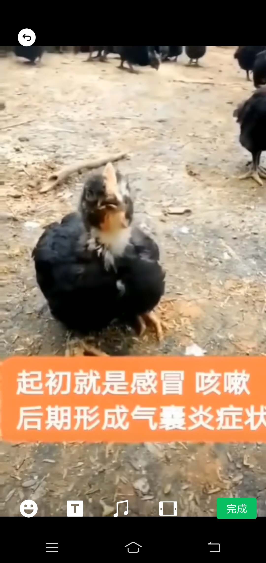 散养土鸡可发生的寄生虫有哪些,土鸡气囊炎怎么治疗