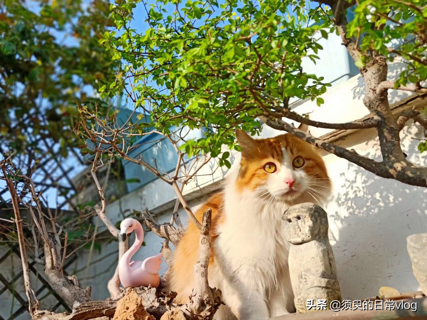 猫瘟救助过程全记录，献给需要帮助的猫奴们