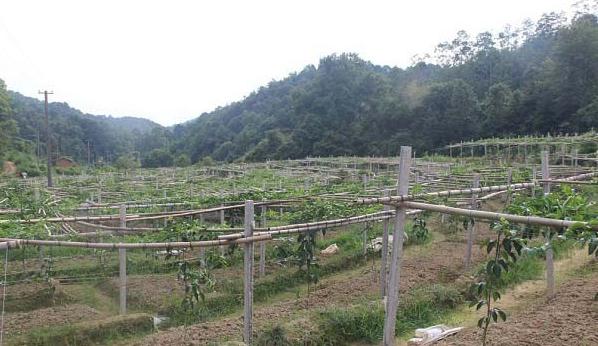 扦插的百香果怎么修剪摘心,盆栽百香果摘果后怎样修剪