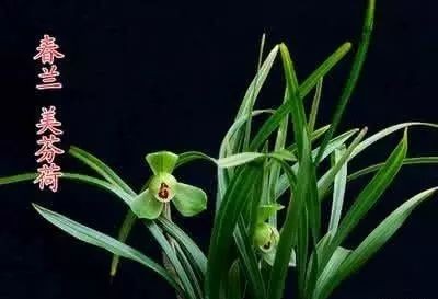 每日一品～中国兰花～春兰茗品～美芬荷