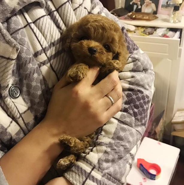 泰迪犬讨厌你的时候还会说话吗,泰迪撒娇方式