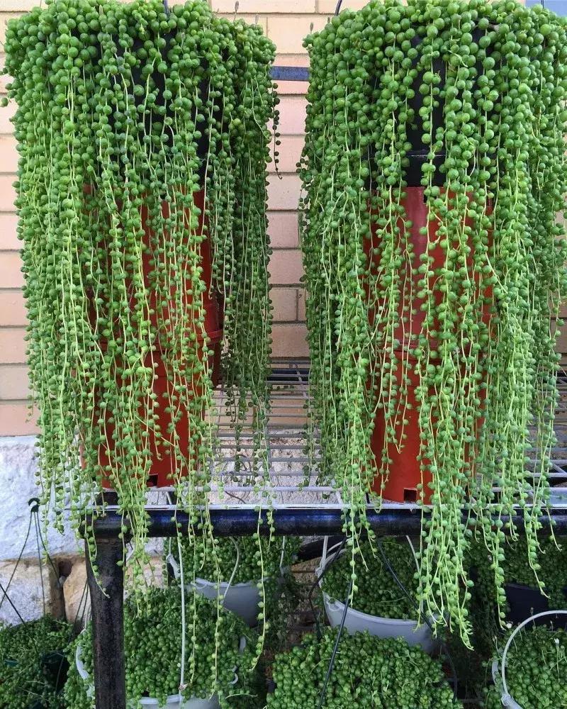 吊兰多肉养护技巧和方法,吊兰多肉的养殖方法和注意事项