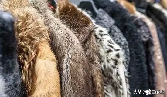 英国女王正式宣布拒绝皮草，愿世间没有血淋淋的时尚