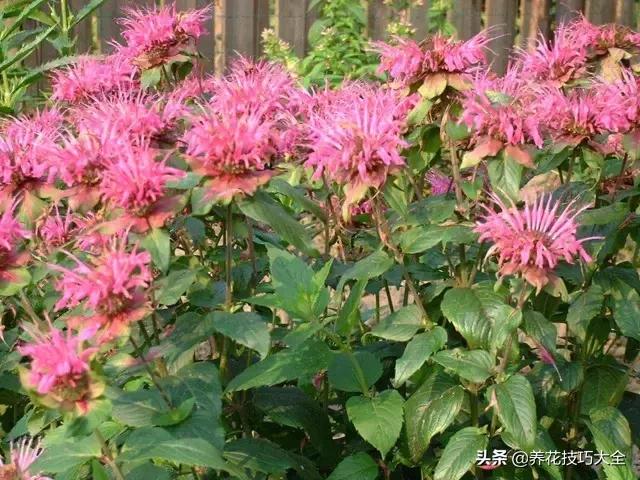 薄荷有清热解毒的作用吗,有一种特别清凉的薄荷