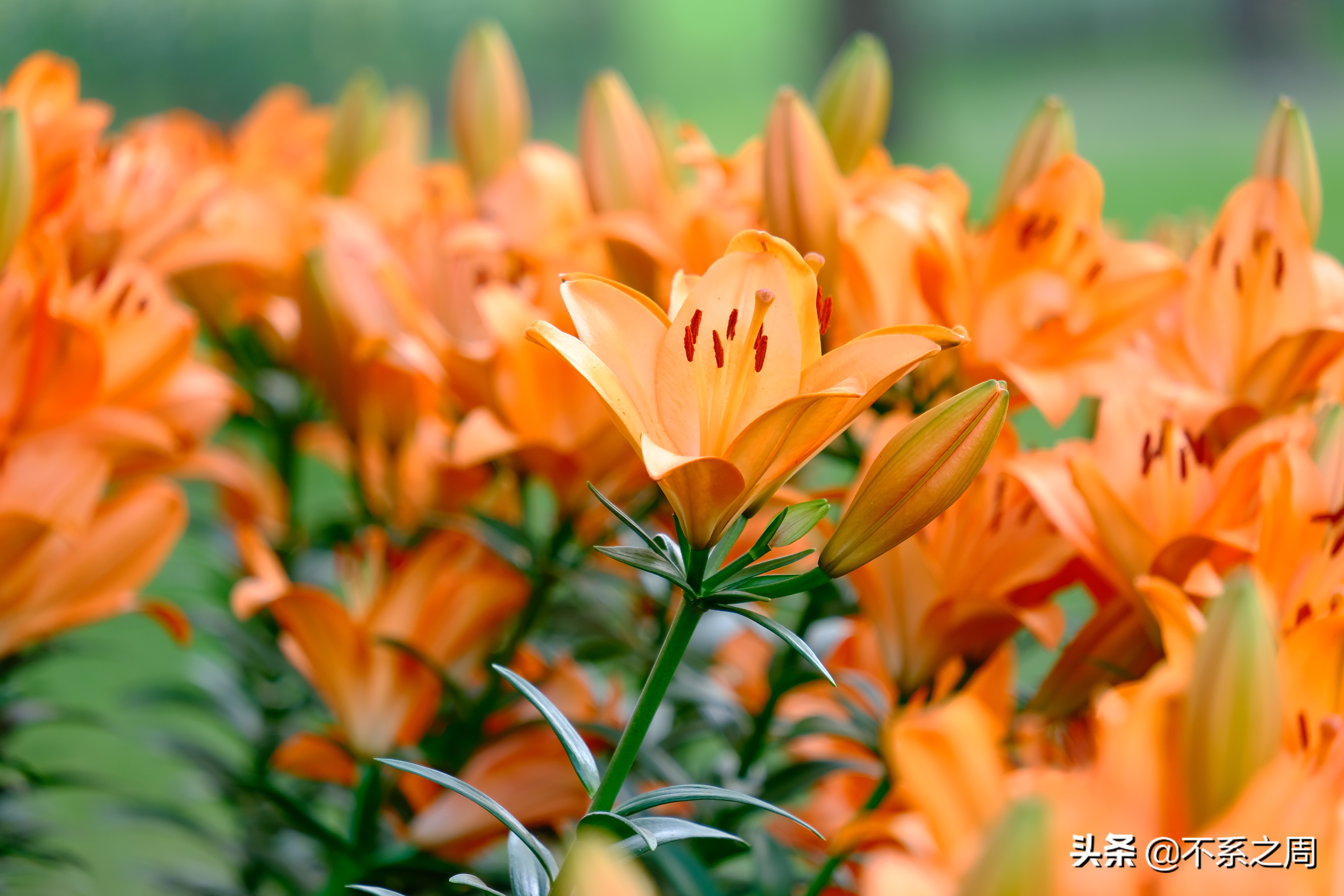 无锡梅园百合花节,无锡梅园中秋游园会