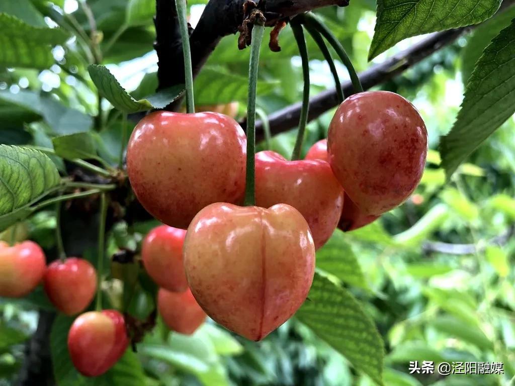 吃樱桃的注意事项图文,吃樱桃的注意事项