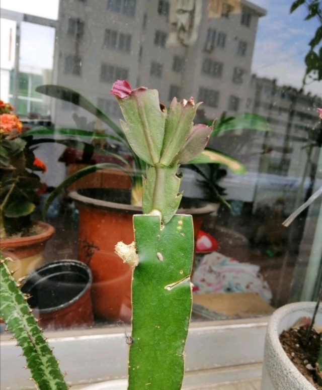 龙骨霸王鞭的功效区别,龙骨花与霸王鞭有什么区别