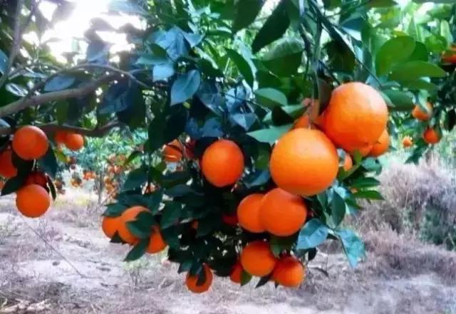 酵素肥料骗局,橙子酵素肥料