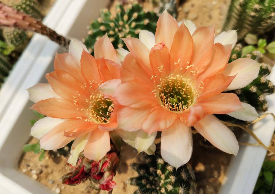 仙人球的刺会不会扎手,怎样防仙人球扎人