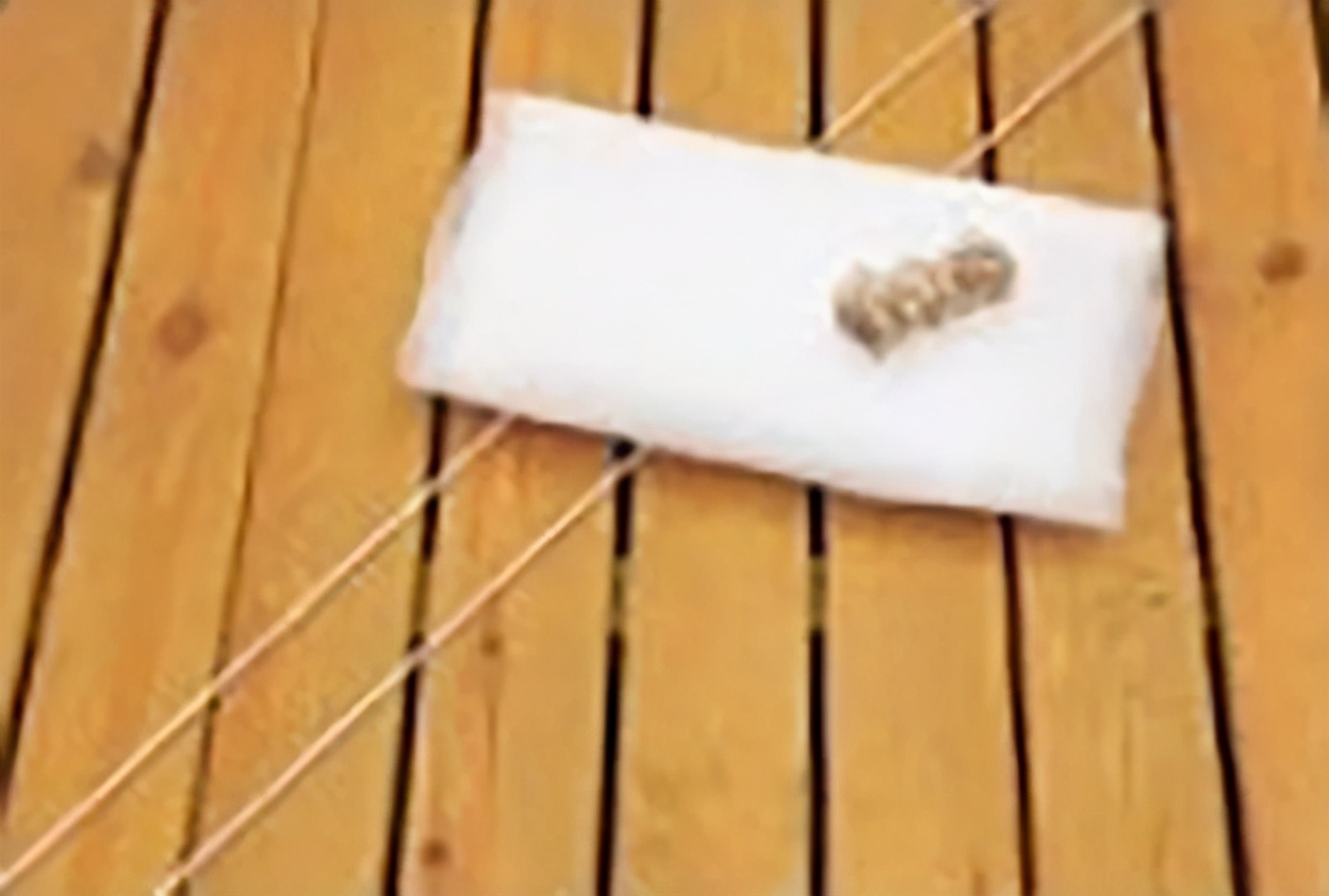 避蚜虫的防虫网,种菜防虫网能防蚜虫吗