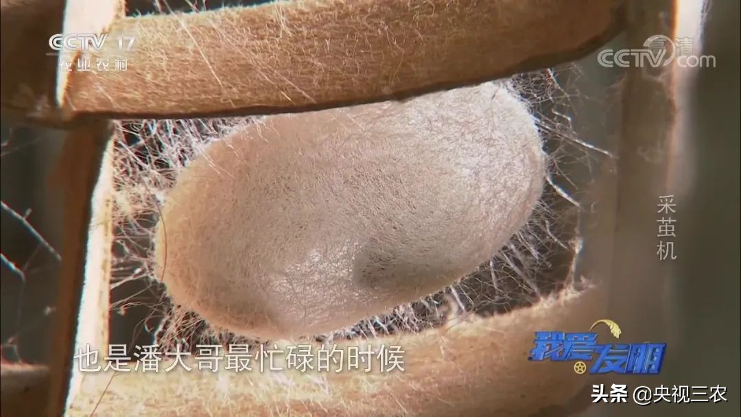 高效蚕茧脱茧机,养蚕取茧机器多少钱一台