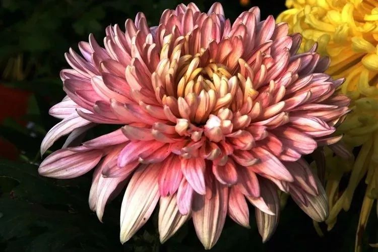 花中四君子菊花,花中四君子菊花的简介