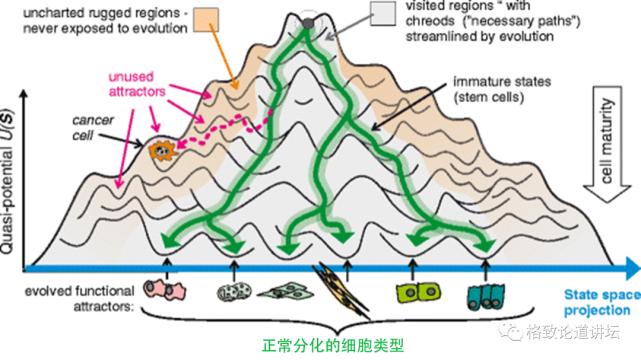 未来医疗器官可再生,再生医学给我们带来的健康