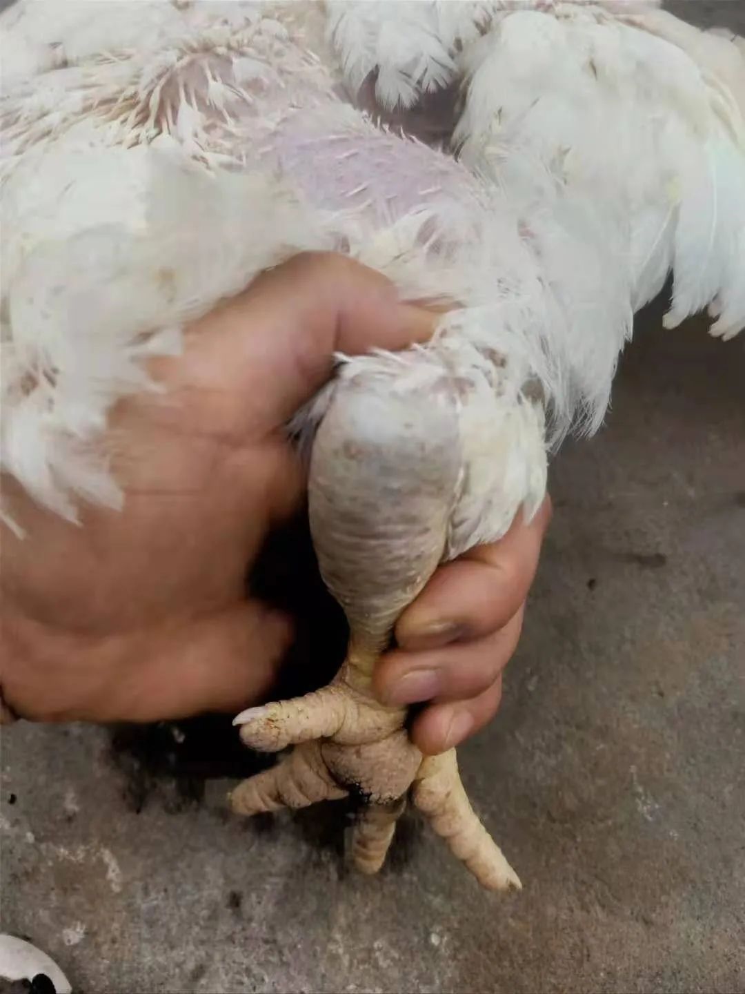 鸡群生病后有什么表现,鸡群出现瘫痪是怎么回事