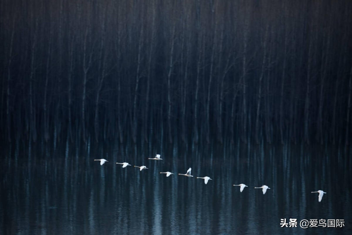 观鸟大年,观鸟作品100幅