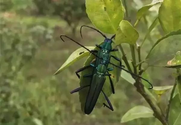 柑橘12月有什么病害虫害,柑橘全年病害虫害最新防治方法