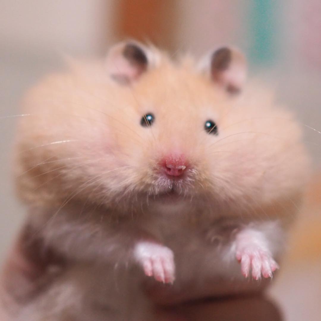 仓鼠挑食食欲不振给它吃什么,仓鼠挑食几招能让仓鼠乖乖吃饭