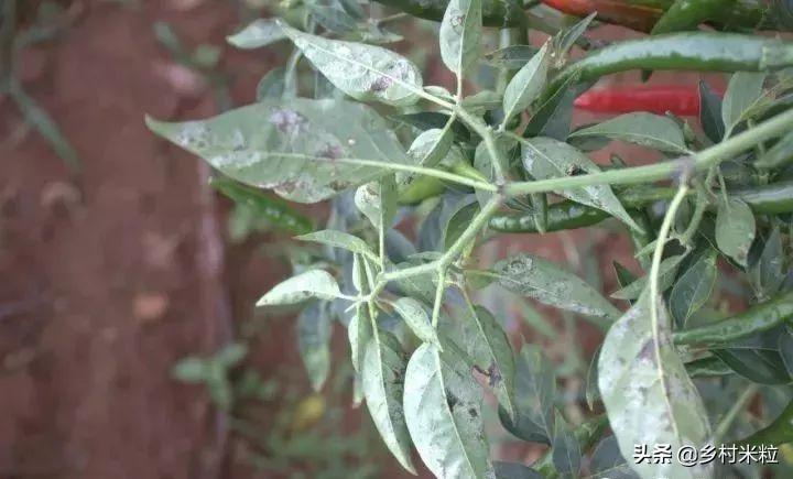 辣椒高温高湿病害有哪几种,辣椒粉怎么防霉防潮