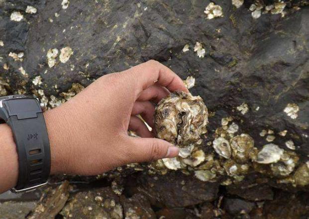 日本人吃巨型牡蛎,日本巨型生蚝
