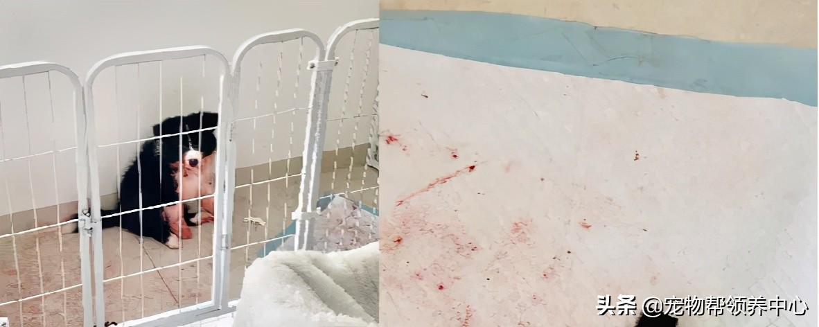 边牧趴在地上的视频,边牧躺在地上