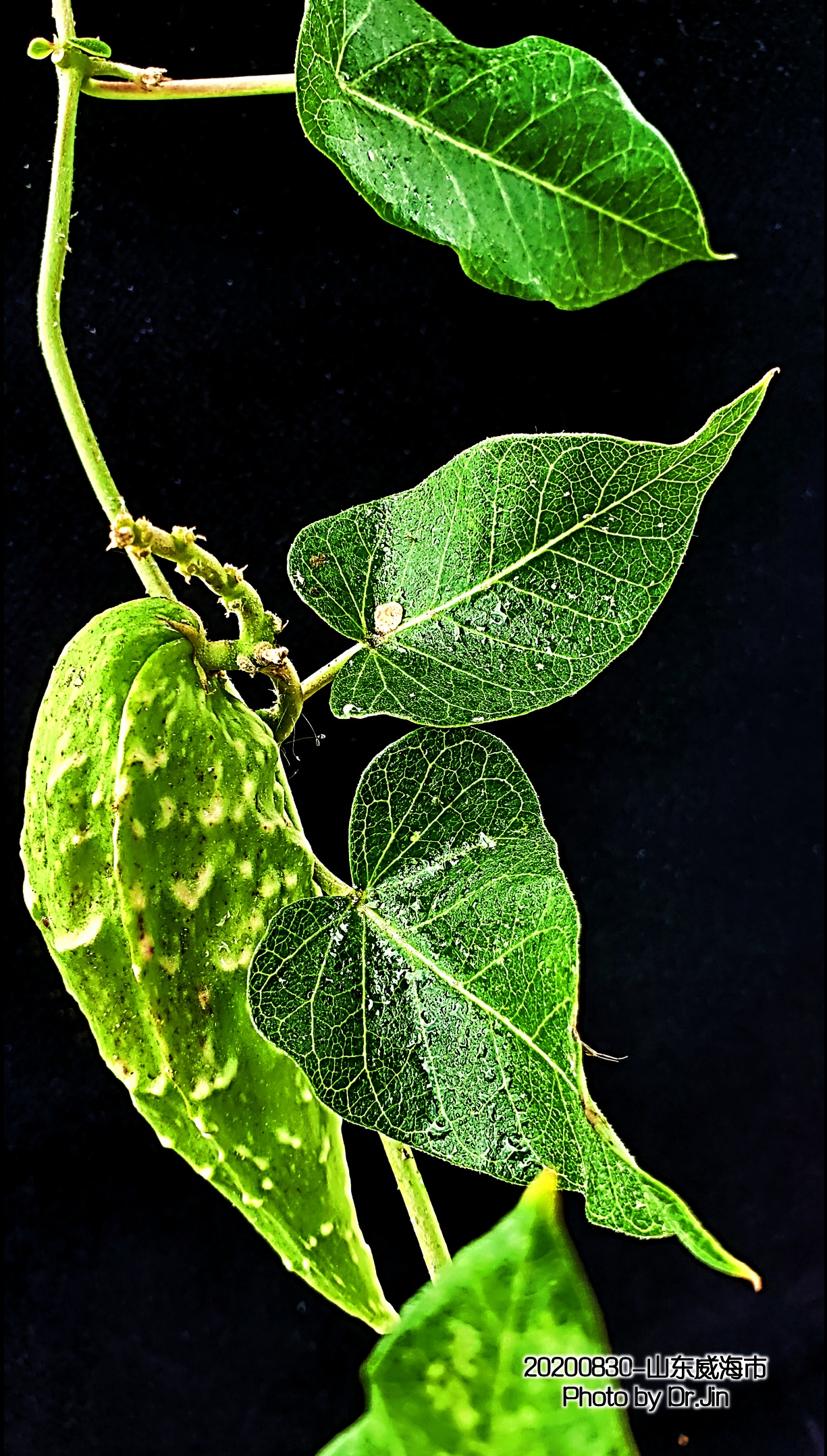 金行博览：补虚劳，益精气-萝藦