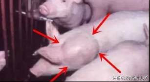 给猪打针打的鼓包了怎么办,给猪打针的时候应激了怎么办