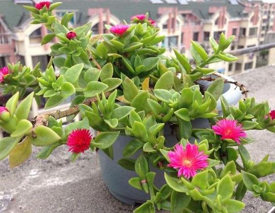 过期的药片不要扔还可以用来养花,家里买的药过期了怎么处理