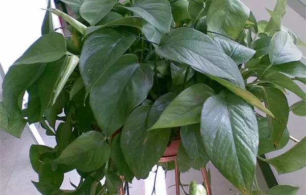 榕树冬天黄叶是什么原因,花卉黄叶原因判断