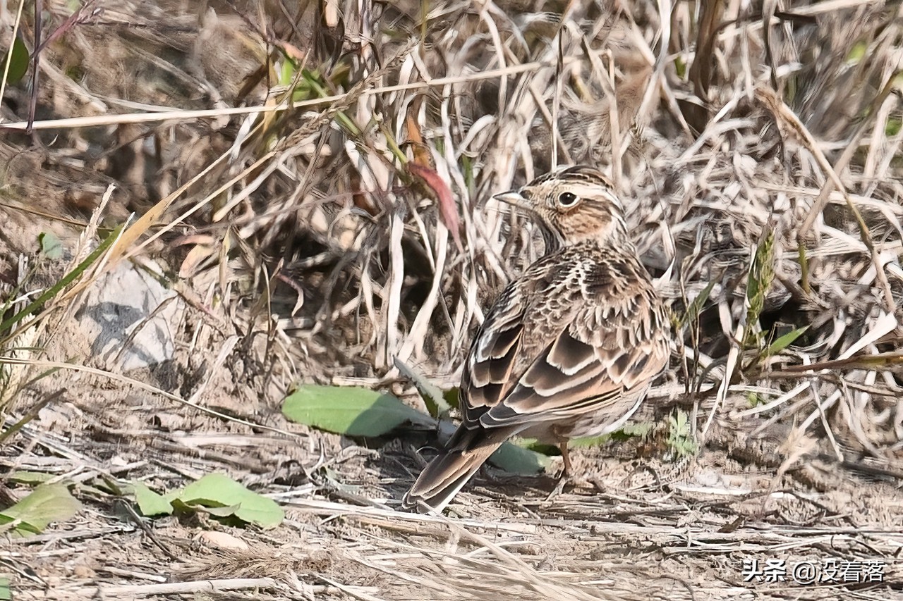 「10.13」北京沙河观鸟日记：收获长尾山椒鸟与中华攀雀