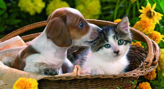 猫狗吃咸了会怎么样,猫狗能吃盐和味精吗