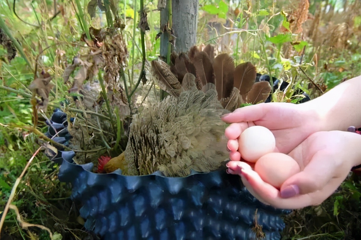 散养家禽蛋类营养高，咏江山助农增收有渠道