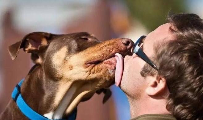 狗狗为什么爱舔人脖子,狗狗为什么爱舔你的手