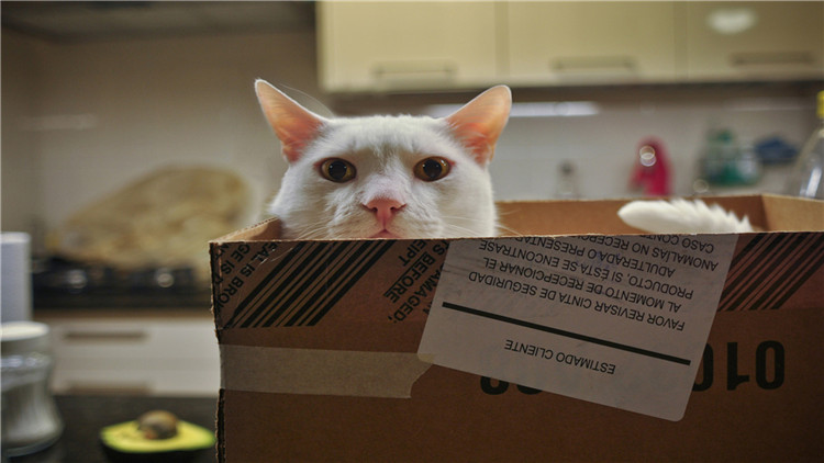 猫咪拉完屎屁股很臭怎么办,3秒除臭除菌猫咪